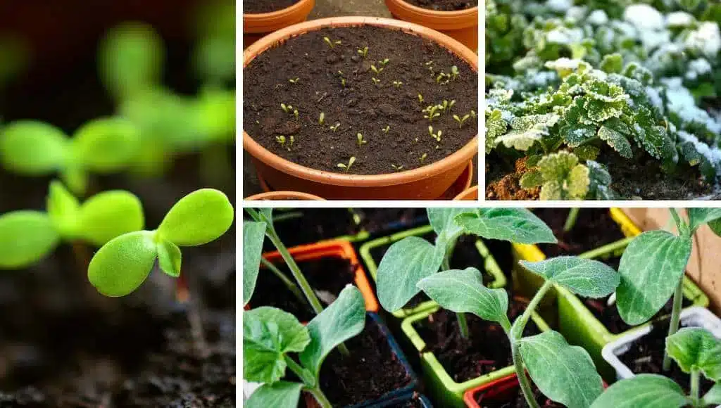 Gemüsegarten im Februar