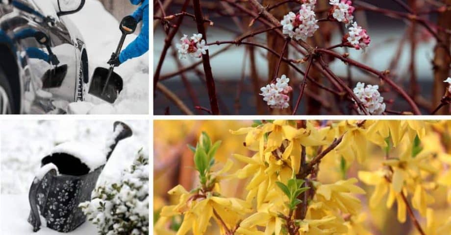 58+ Januar Garten, Nur einige wenige winterblüher sorgen im tristen