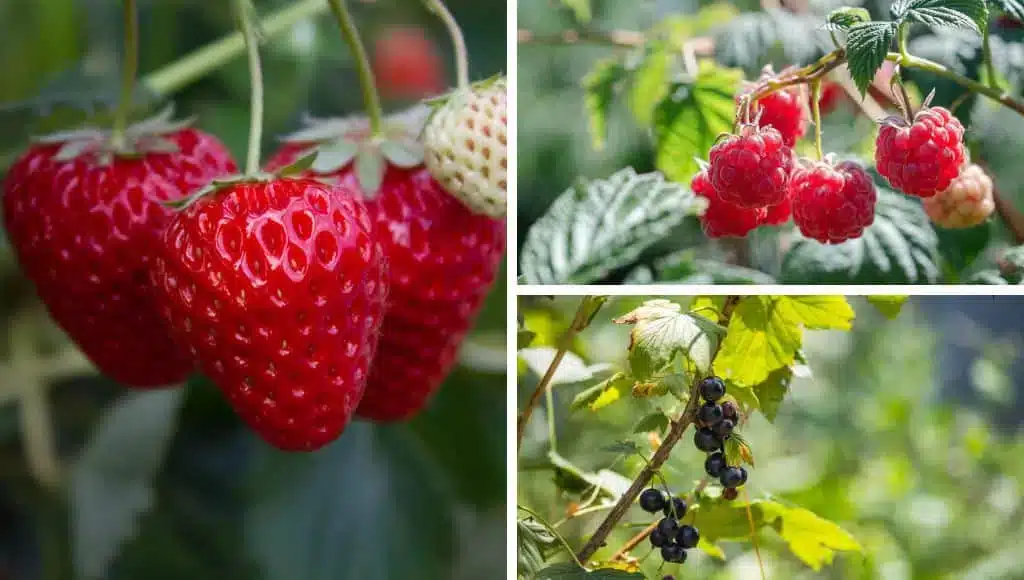 Obst als auch Kräuter