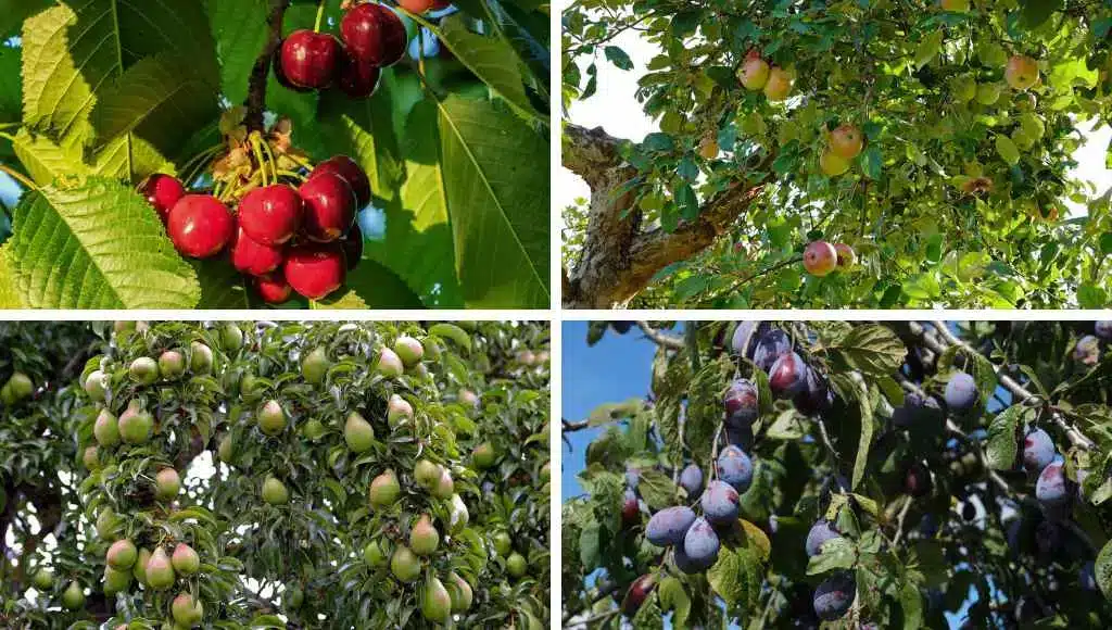 Obstbäume und die Wasserversorgung