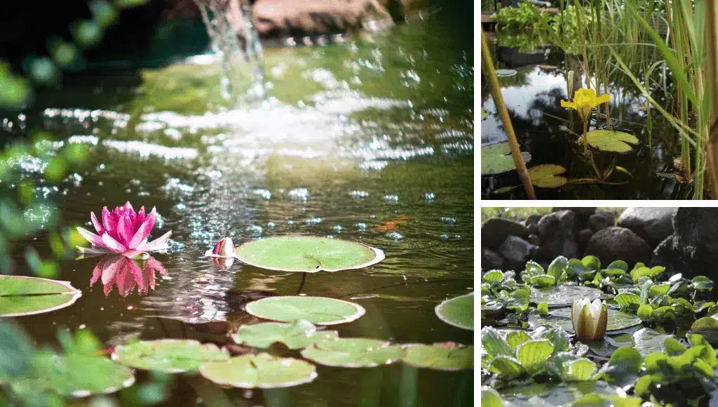 Gartenteich und die richtige Pflege