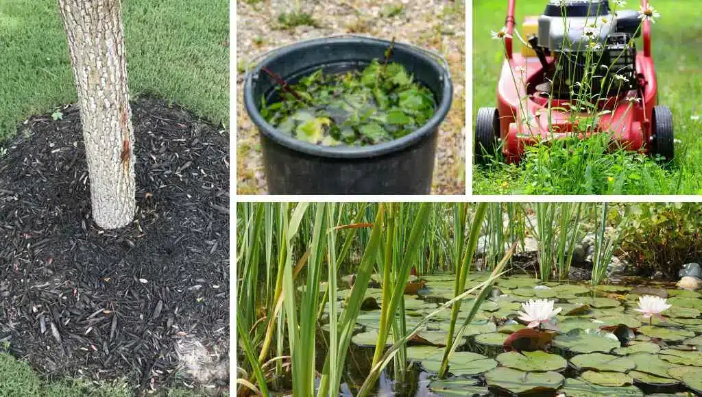 Diese und jene Gartenarbeiten im Juni