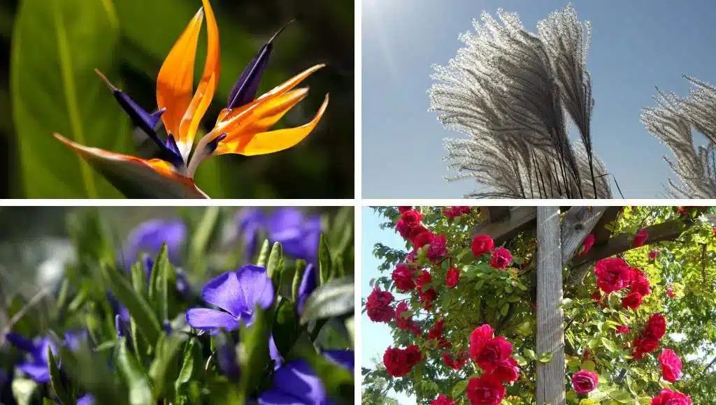 Gartenarbeiten im November - Checkliste für Ihre Zierpflanzen