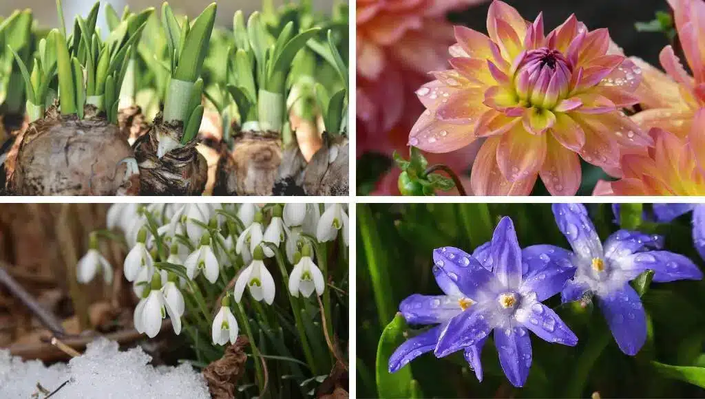 Zwiebelblumen
