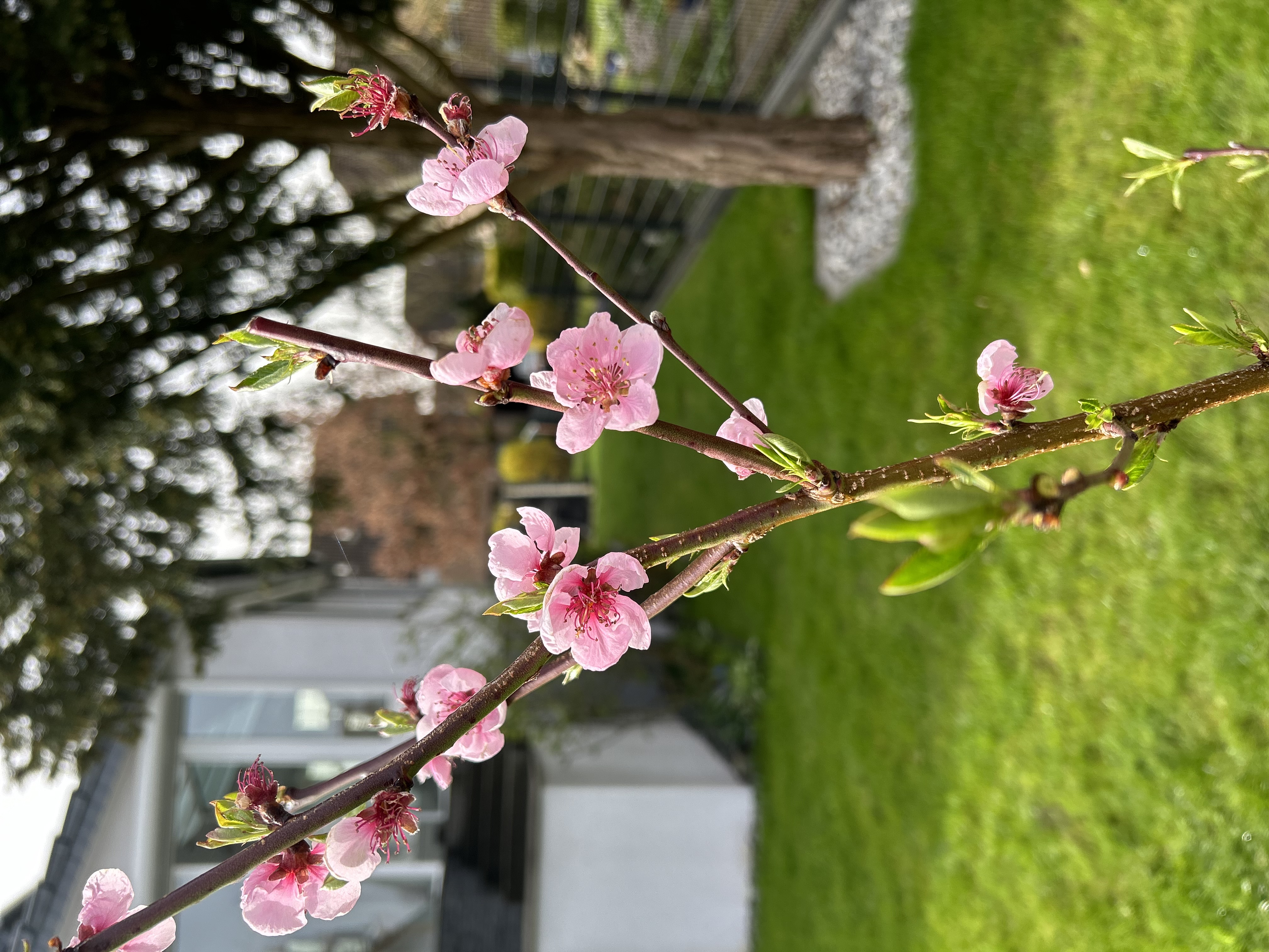 heimischer-garten